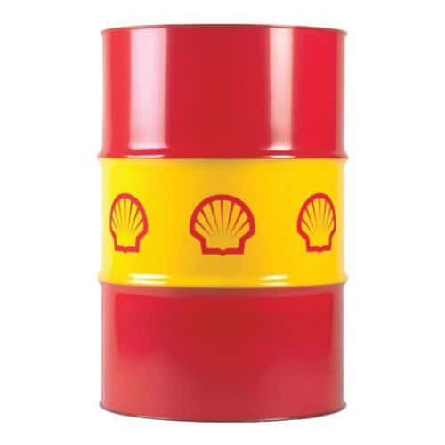 Shell Tegula V 32